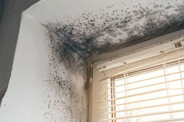 Affordable Hvac And Air Duct Mold Remediation solutions in Hermitage, TN